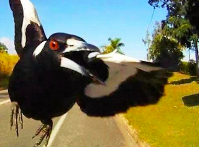 MAGPIE ATTACKS REMCO EVENEPOEL!
