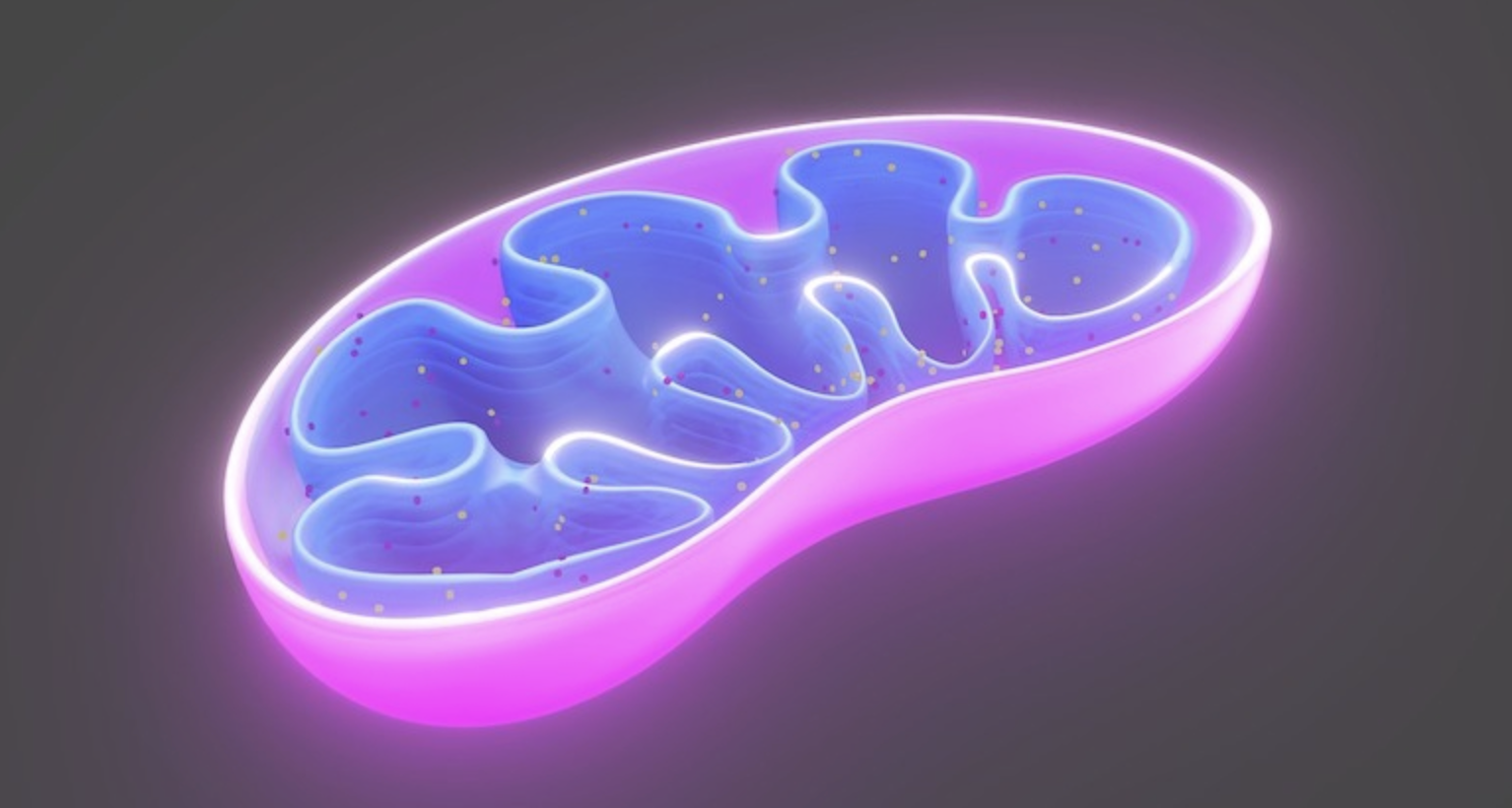 How Does Cycling Keep You Young? Say Hello To The Mighty Mitochondria